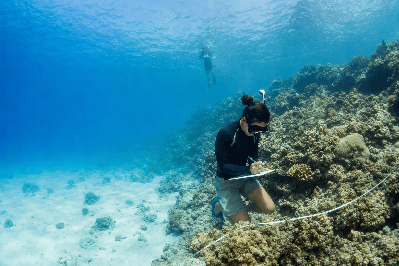 A marine scientist kneeling on a coral reef underwater, recording survey measurements on a slate along a transect line.